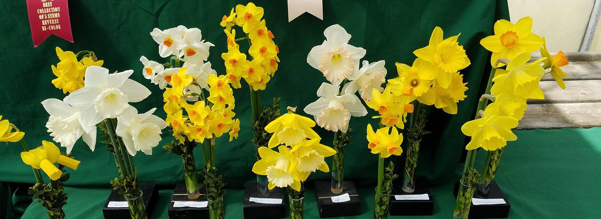 Nantucket Daffodil Festival