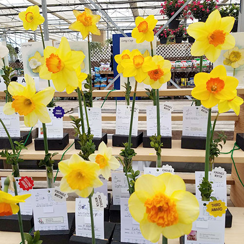 Daffodil Festival | Nantucket, MA