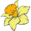 Daffodil Logo | Nantucket, MA