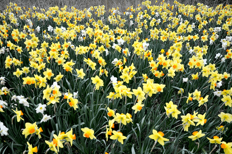 Daffodil Festival Daffodil Festival Nantucket