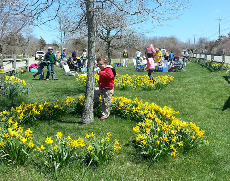 About Nantucket Daffodil Festival Daffodil Festival Nantucket