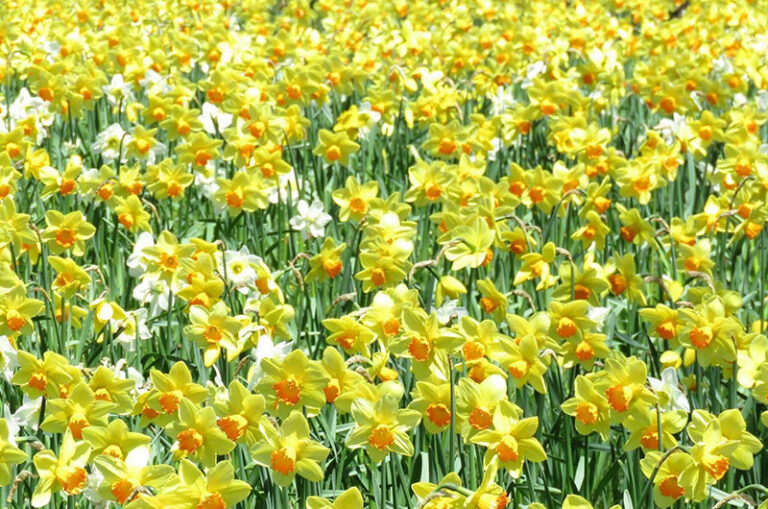 Daffodil Festival Nantucket Daffodil Festival Nantucket