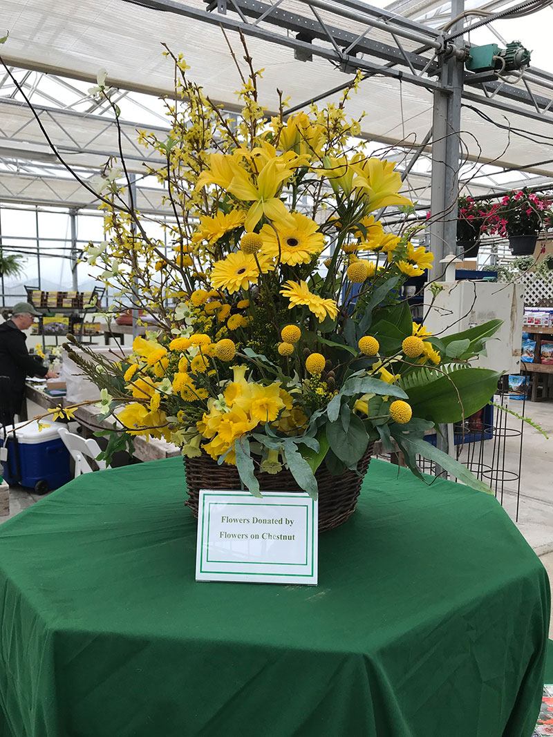 Virtual Daffodil Flower Show Daffodil Festival Nantucket