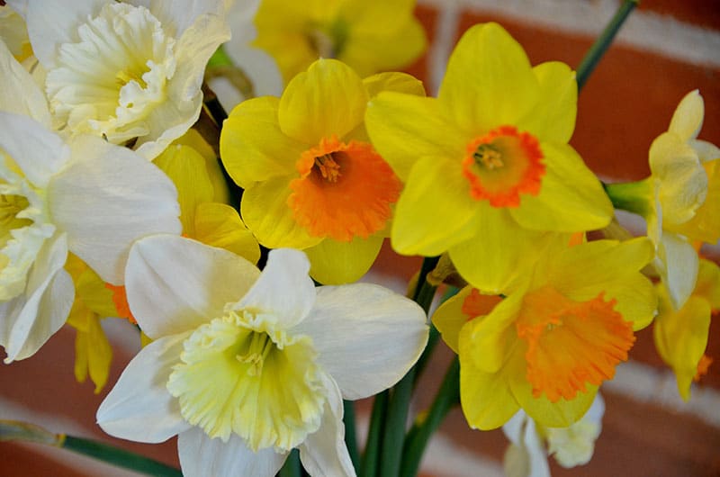 Celebrating Spring's First Flower: The Daffodil - Avas Flowers